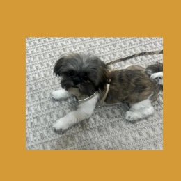 puppy on a leash